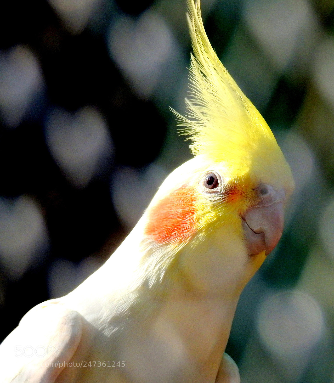 Nikon Coolpix P900 sample photo. Lovely bird.. photography