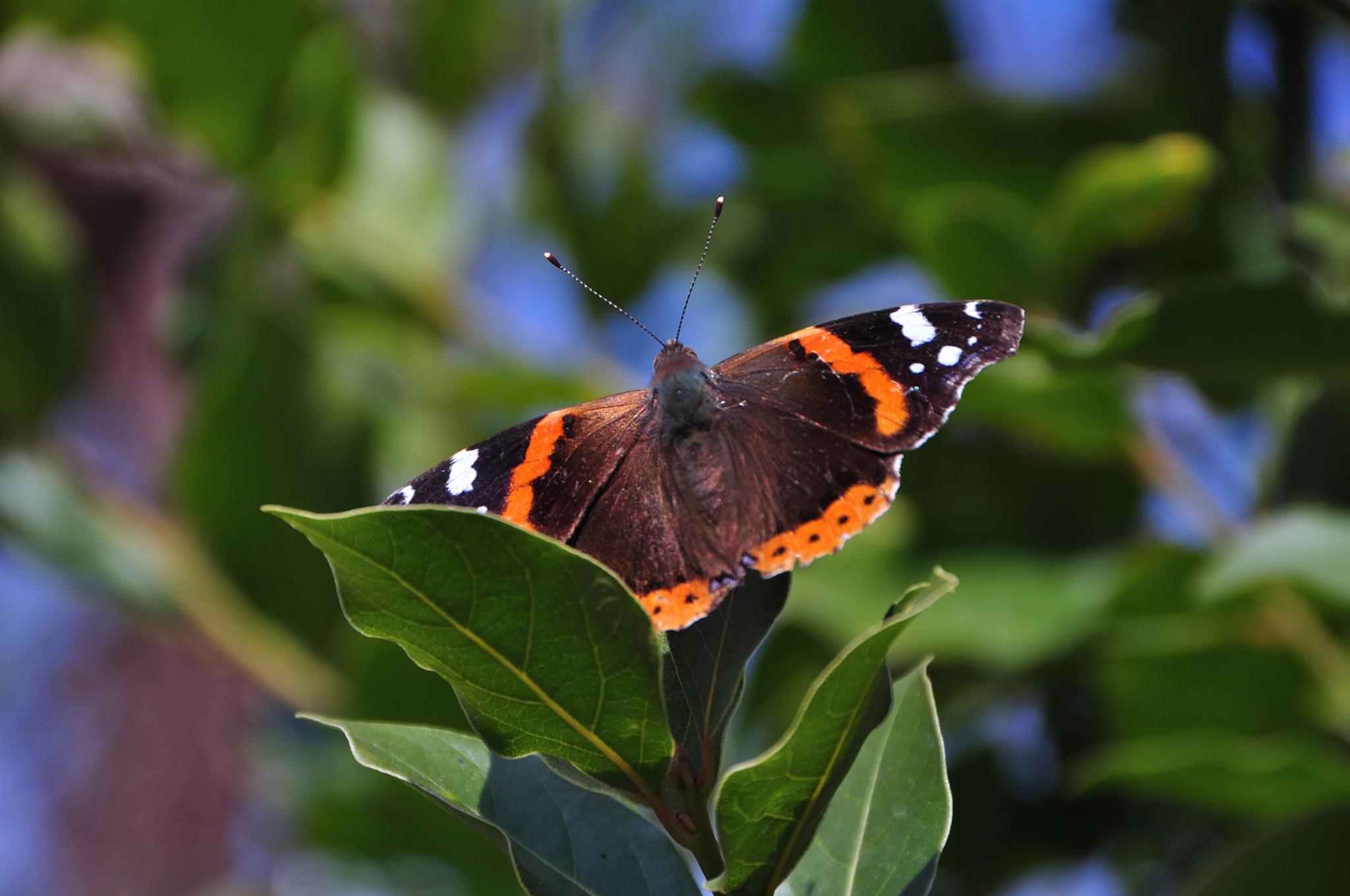 Nikon D90 sample photo. Butterfly photography