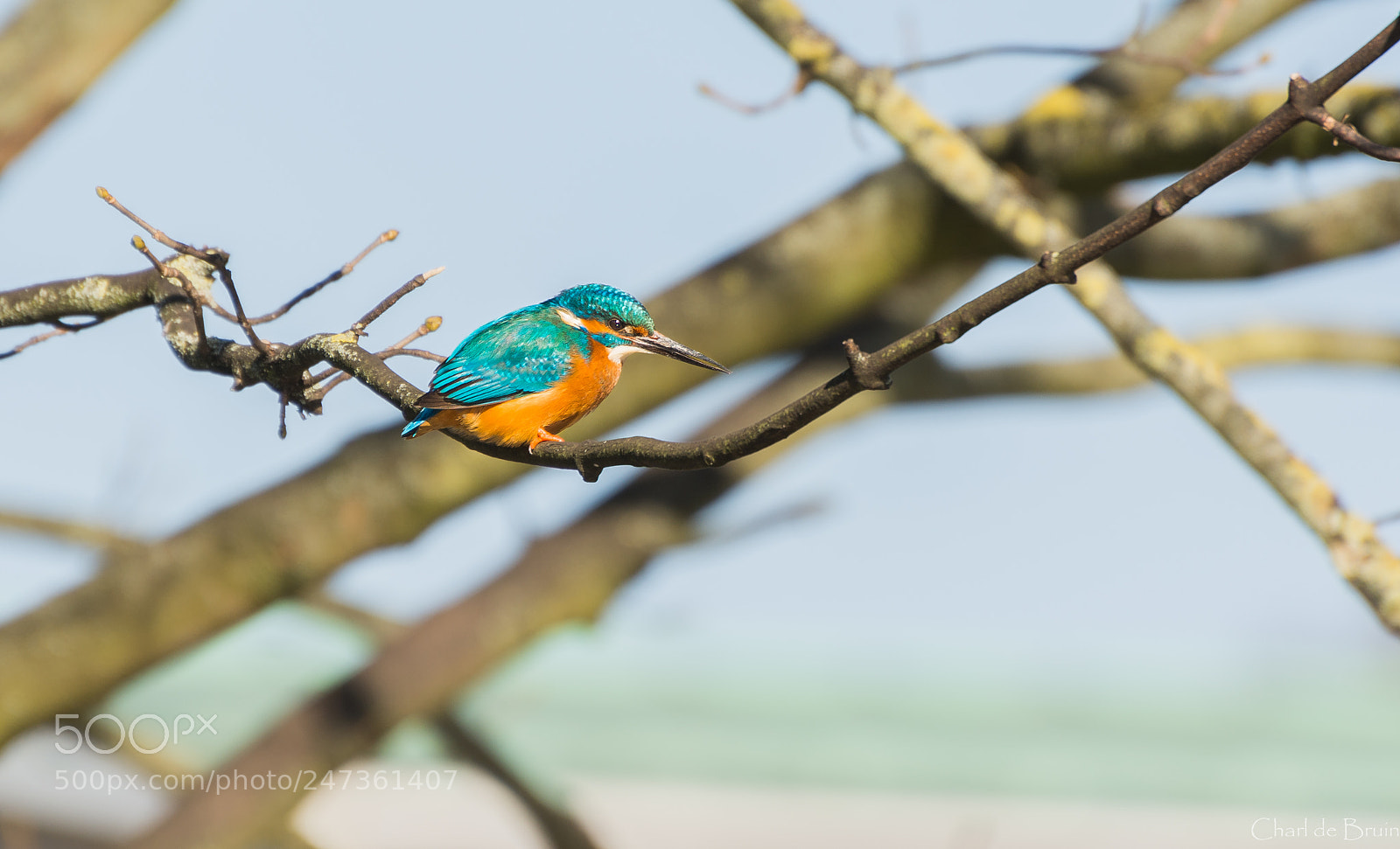 Nikon D7100 sample photo. The urban kingfisher photography