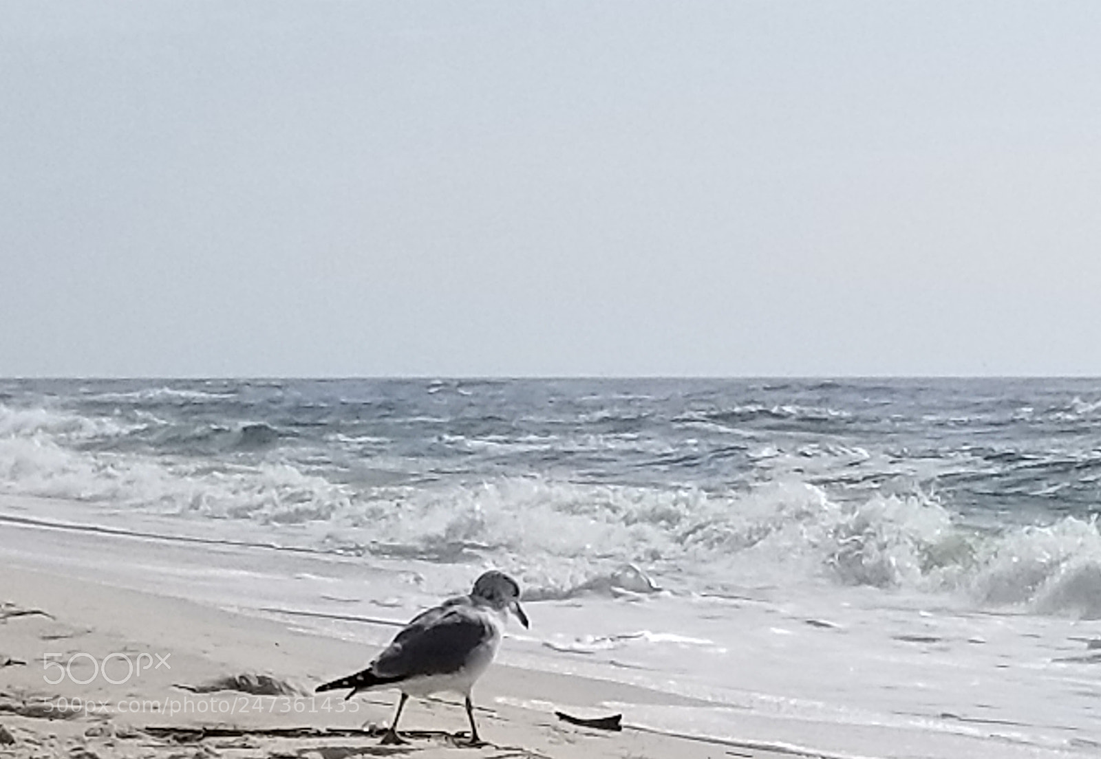 Samsung Galaxy S8+ sample photo. Seagull on the sand.. photography