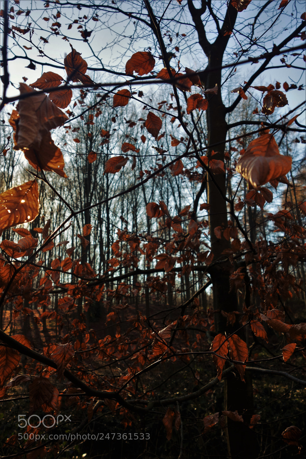 Sony Cyber-shot DSC-RX100 sample photo. Golden afternoon photography