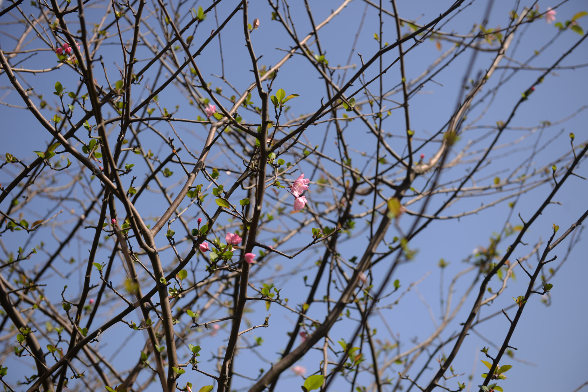 Nikon AF-S Nikkor 24-70mm F2.8G ED sample photo. Spring photography