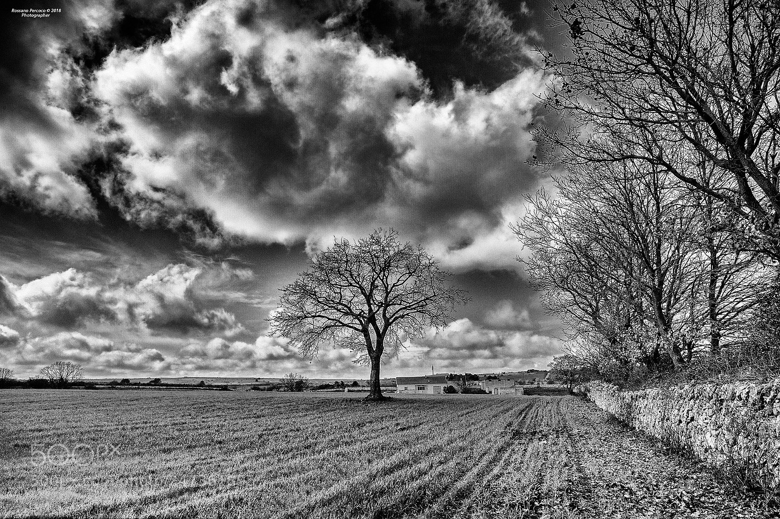 Nikon D700 sample photo. Spinte dal vento le photography