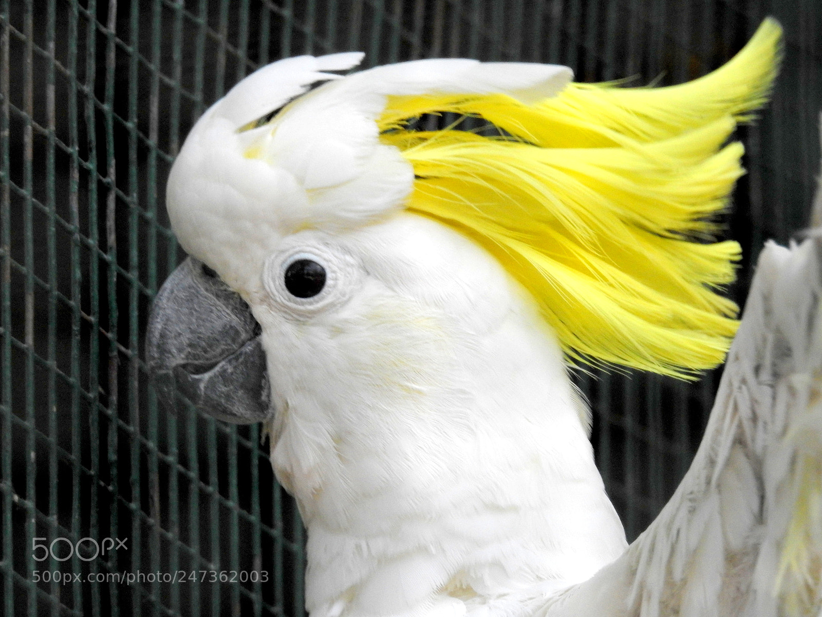 Nikon Coolpix P900 sample photo. Yellow crown.. photography
