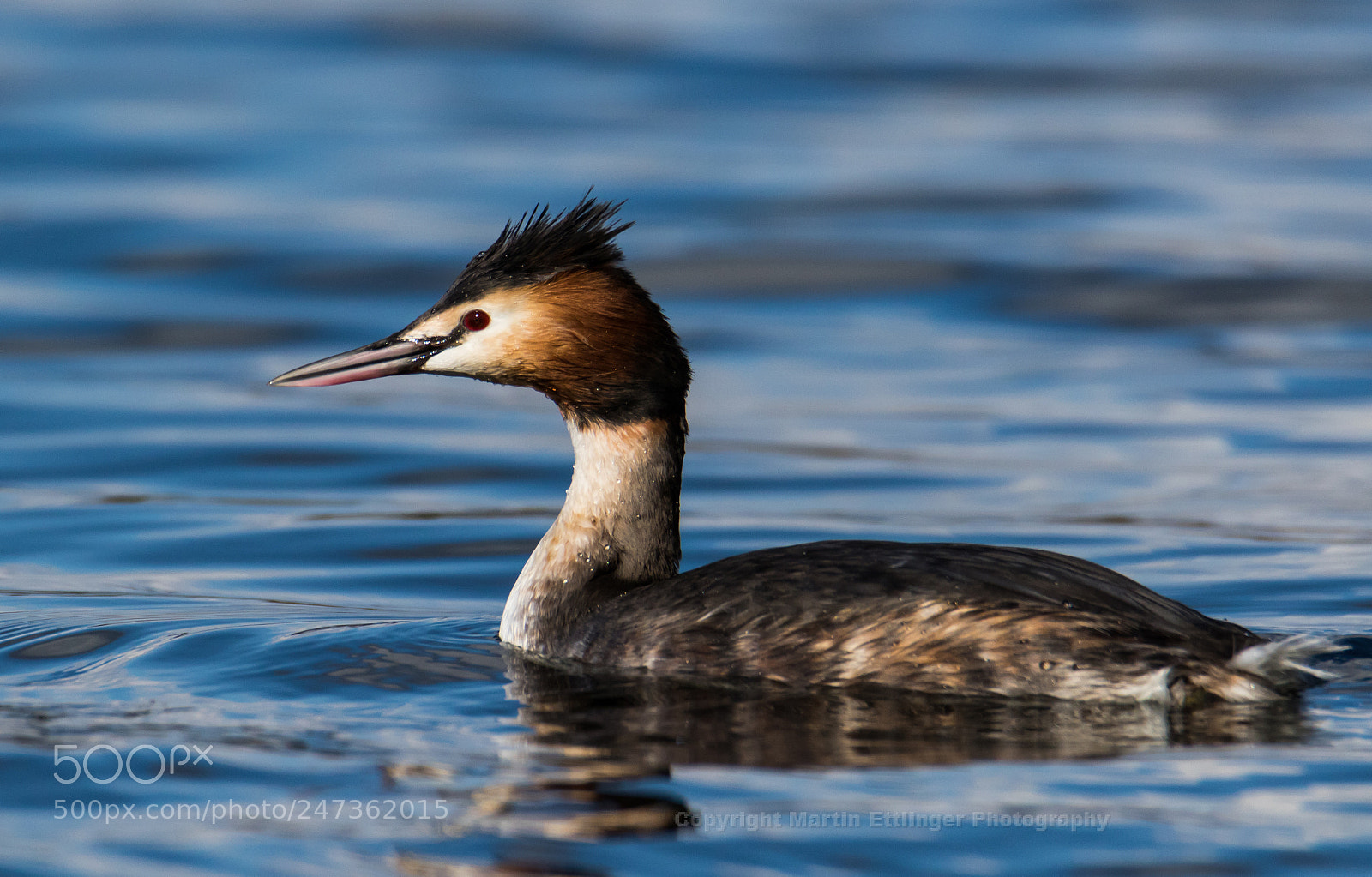 Canon EOS 7D Mark II sample photo. Great crested grebe at photography