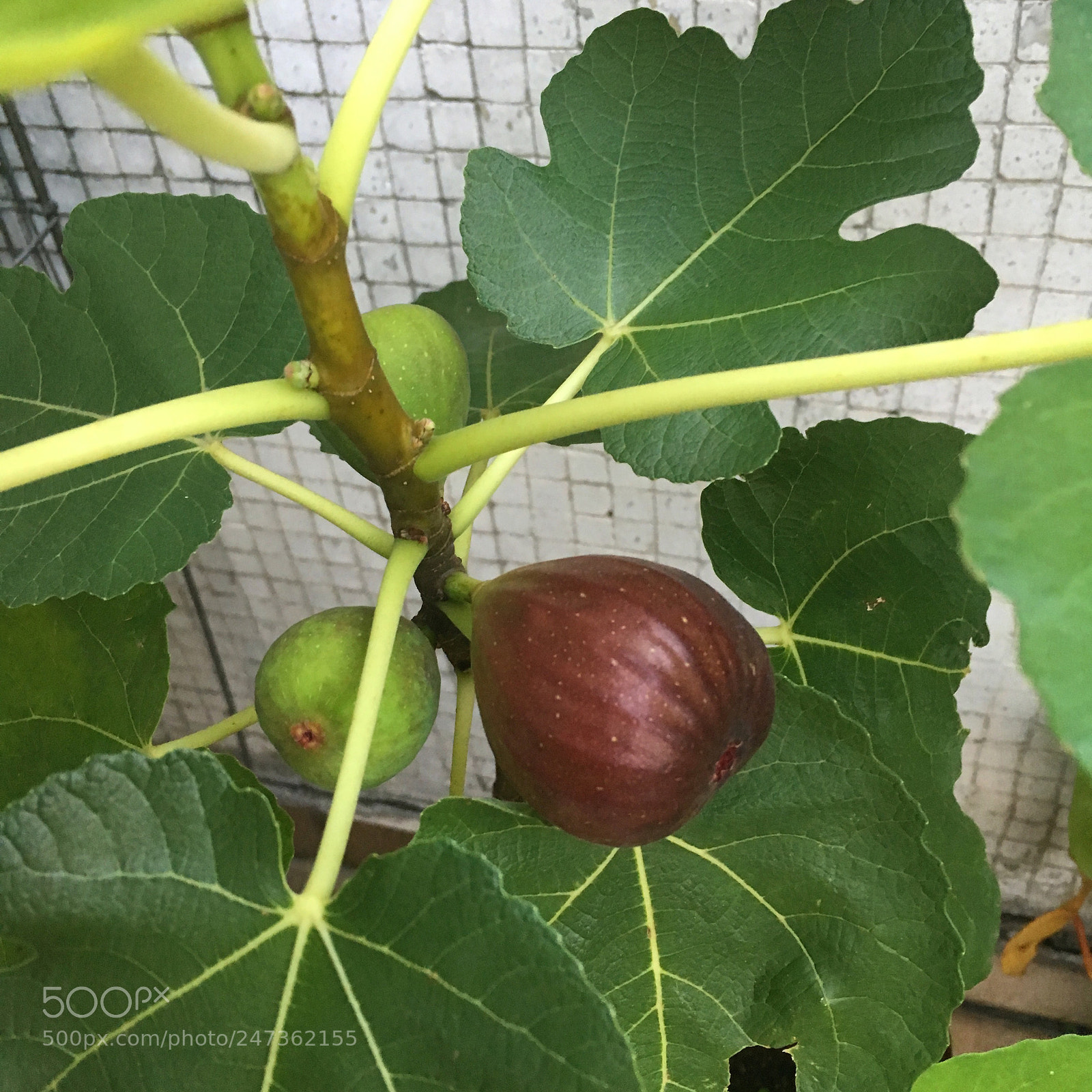 Apple iPhone SE sample photo. Maturing figs photography