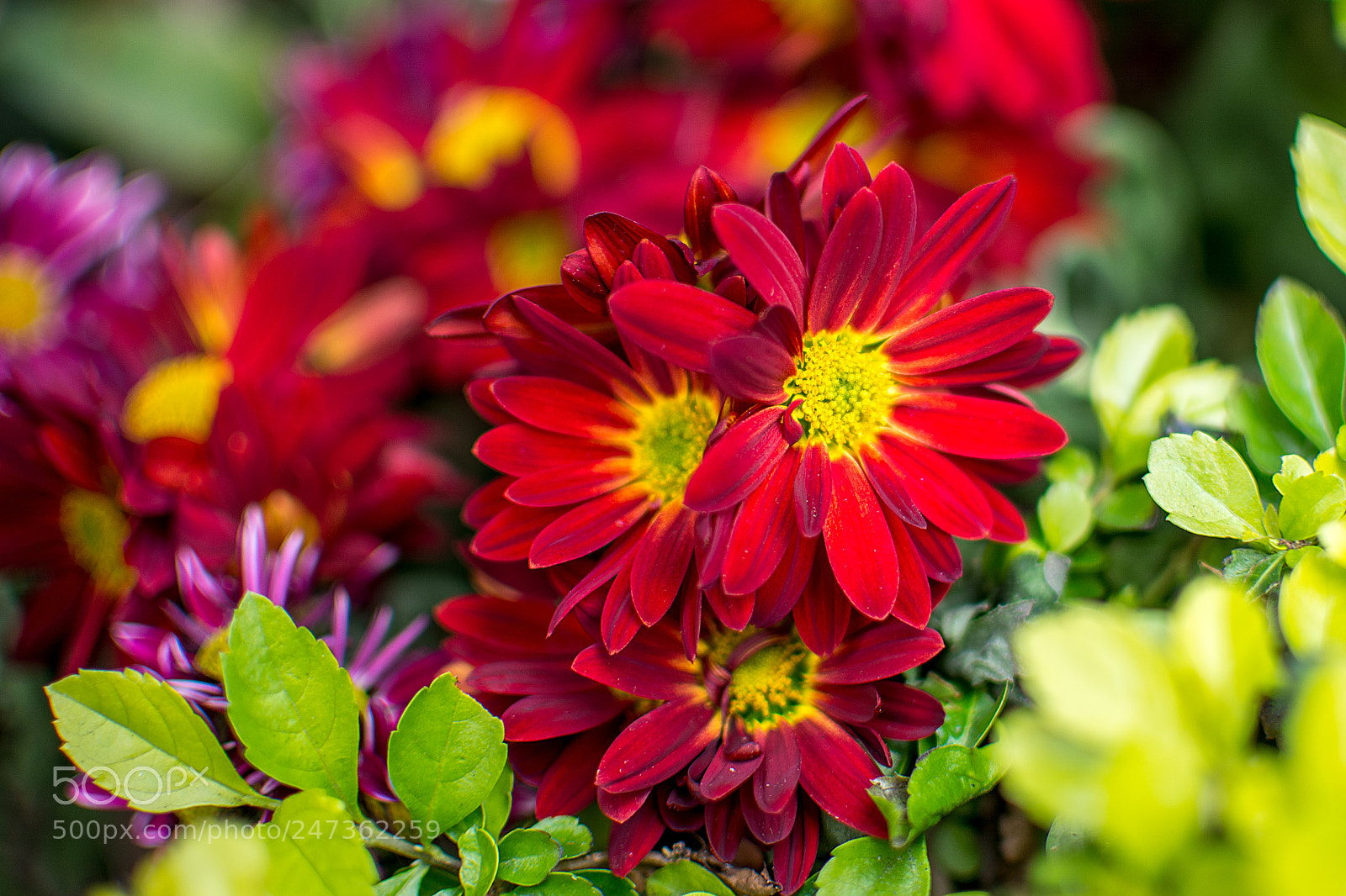 Nikon D7100 sample photo. Flowers of spring photography