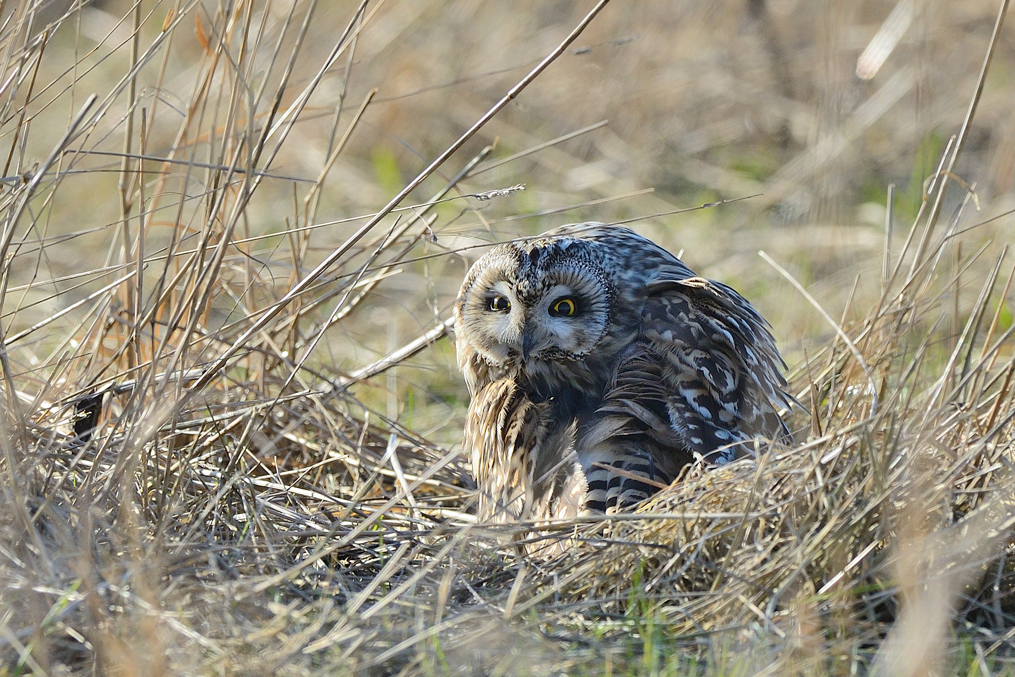 Nikon D800 + Nikon AF-S Nikkor 500mm F4G ED VR sample photo. Seo photography