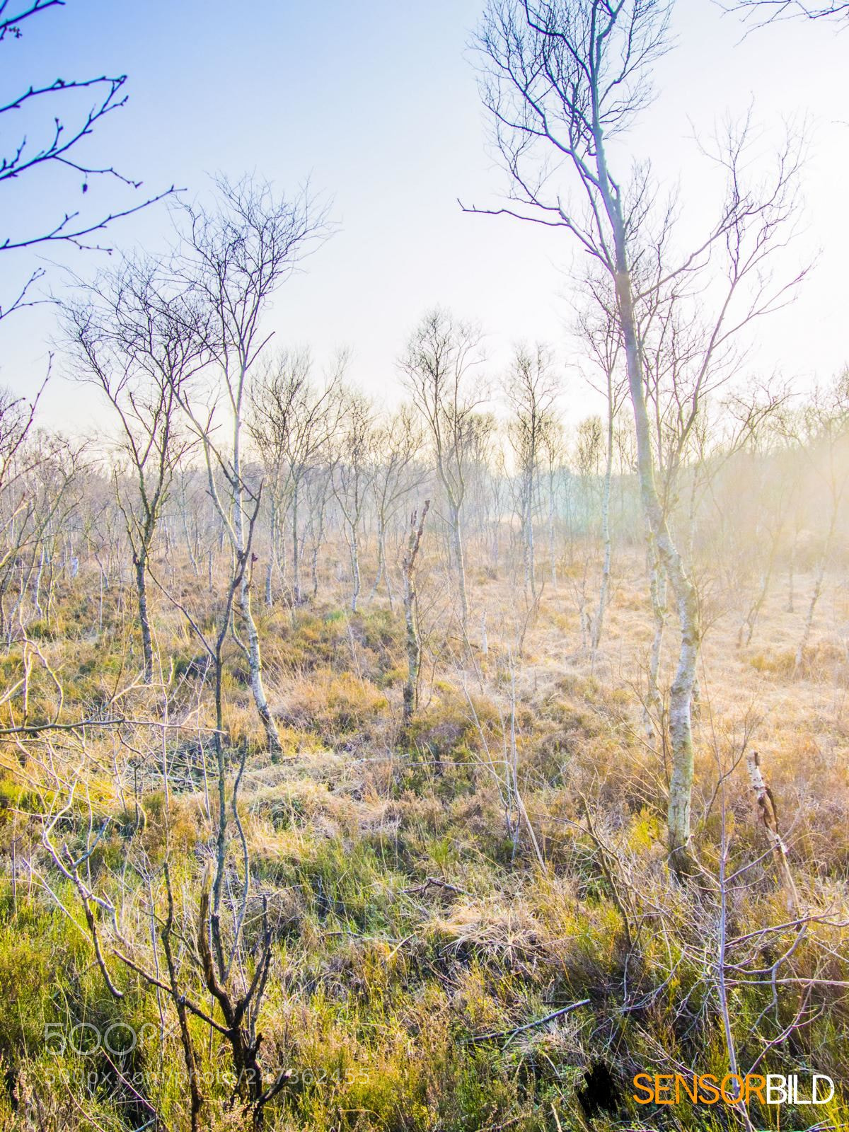 Olympus PEN E-PL5 sample photo. Moorlandschaft photography