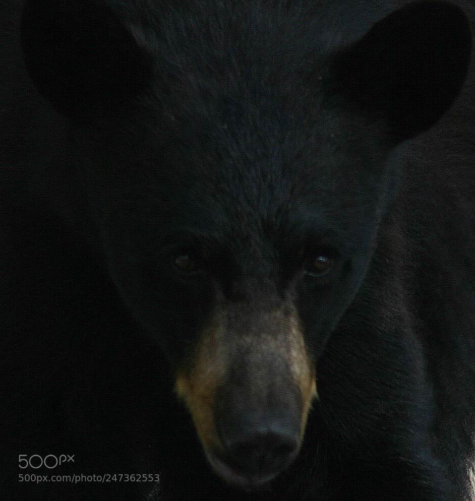 Canon EOS 300D (EOS Digital Rebel / EOS Kiss Digital) sample photo. Yellowstone black bear closeup photography