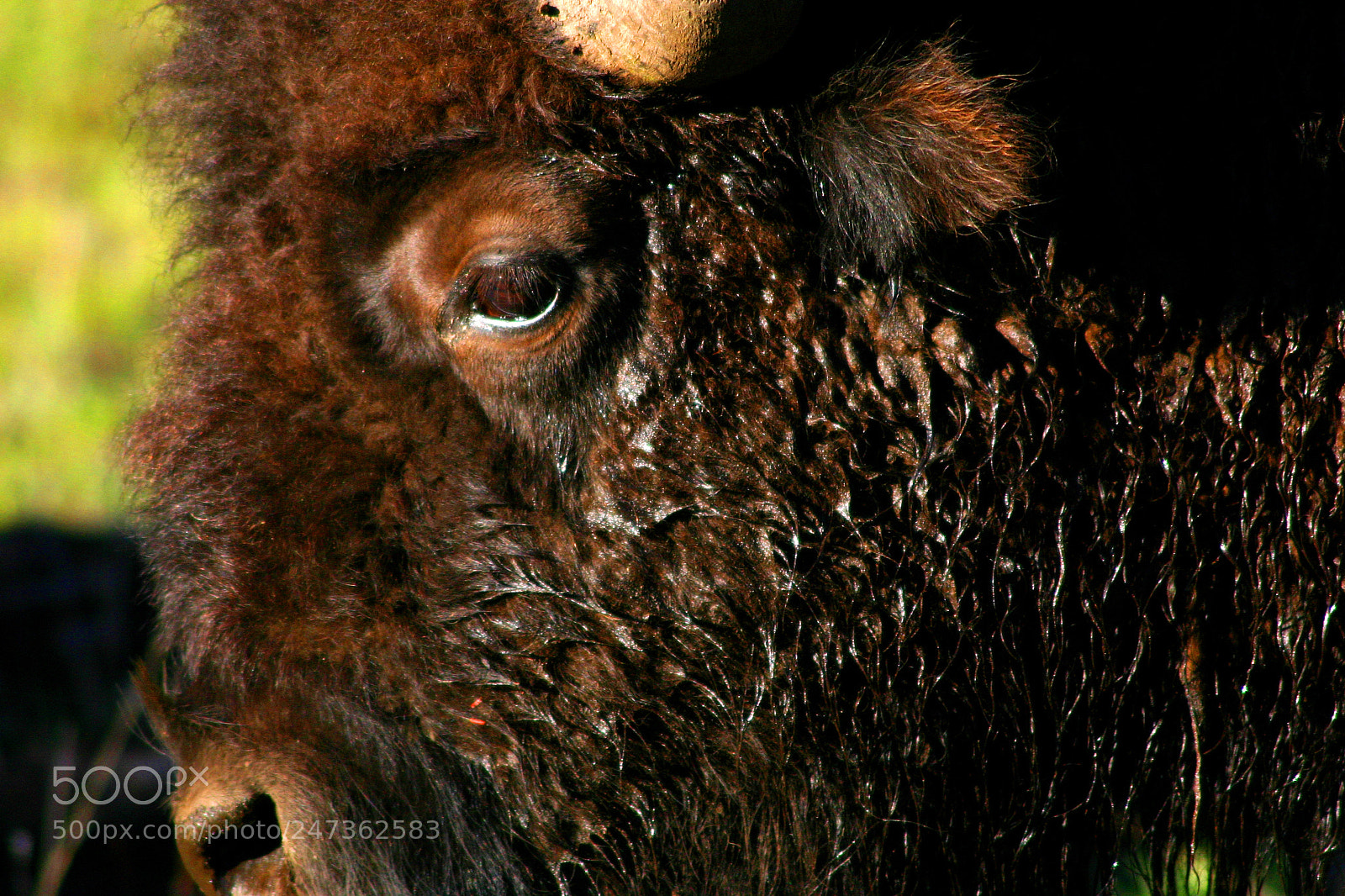 Canon EOS 300D (EOS Digital Rebel / EOS Kiss Digital) sample photo. Yellowstone bison closeup photography