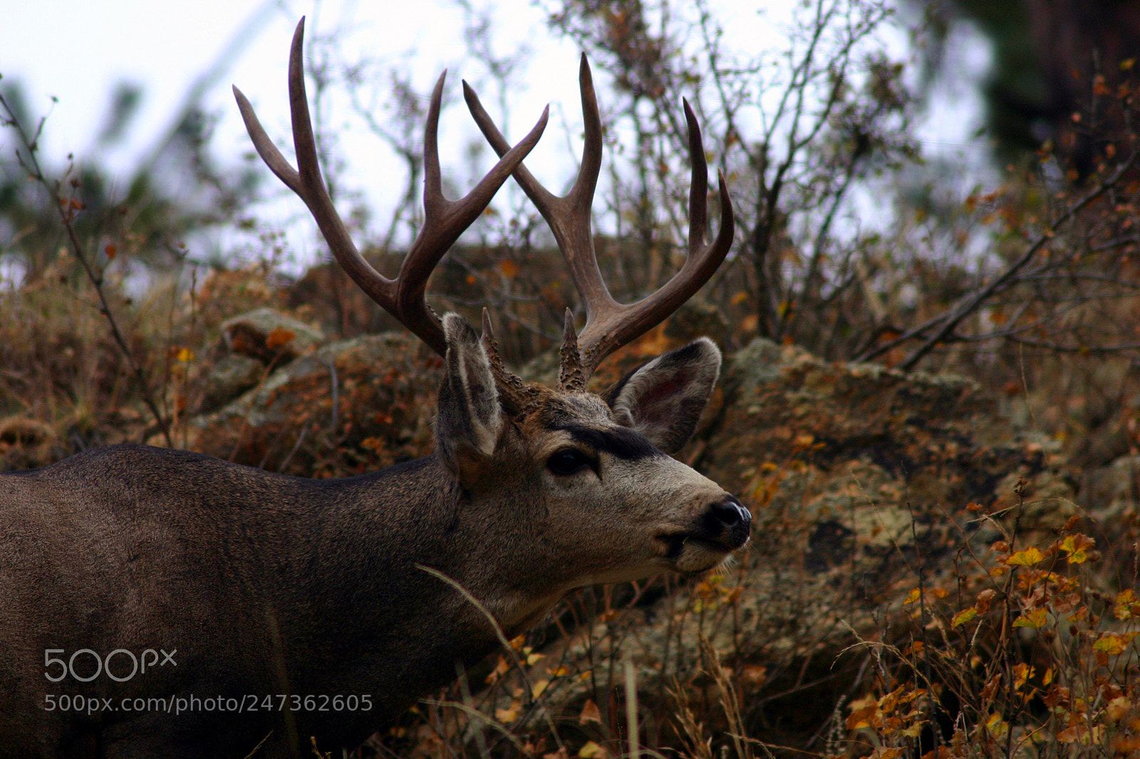 Canon EOS 300D (EOS Digital Rebel / EOS Kiss Digital) sample photo. Mule deer buck photography