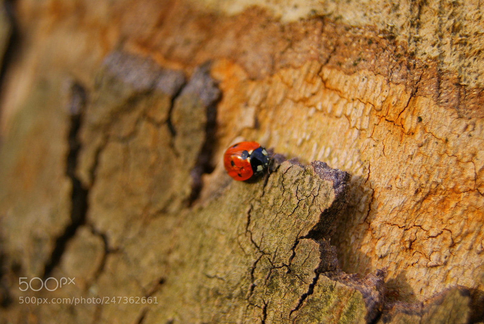 Sony Alpha DSLR-A330 sample photo. Marie photography