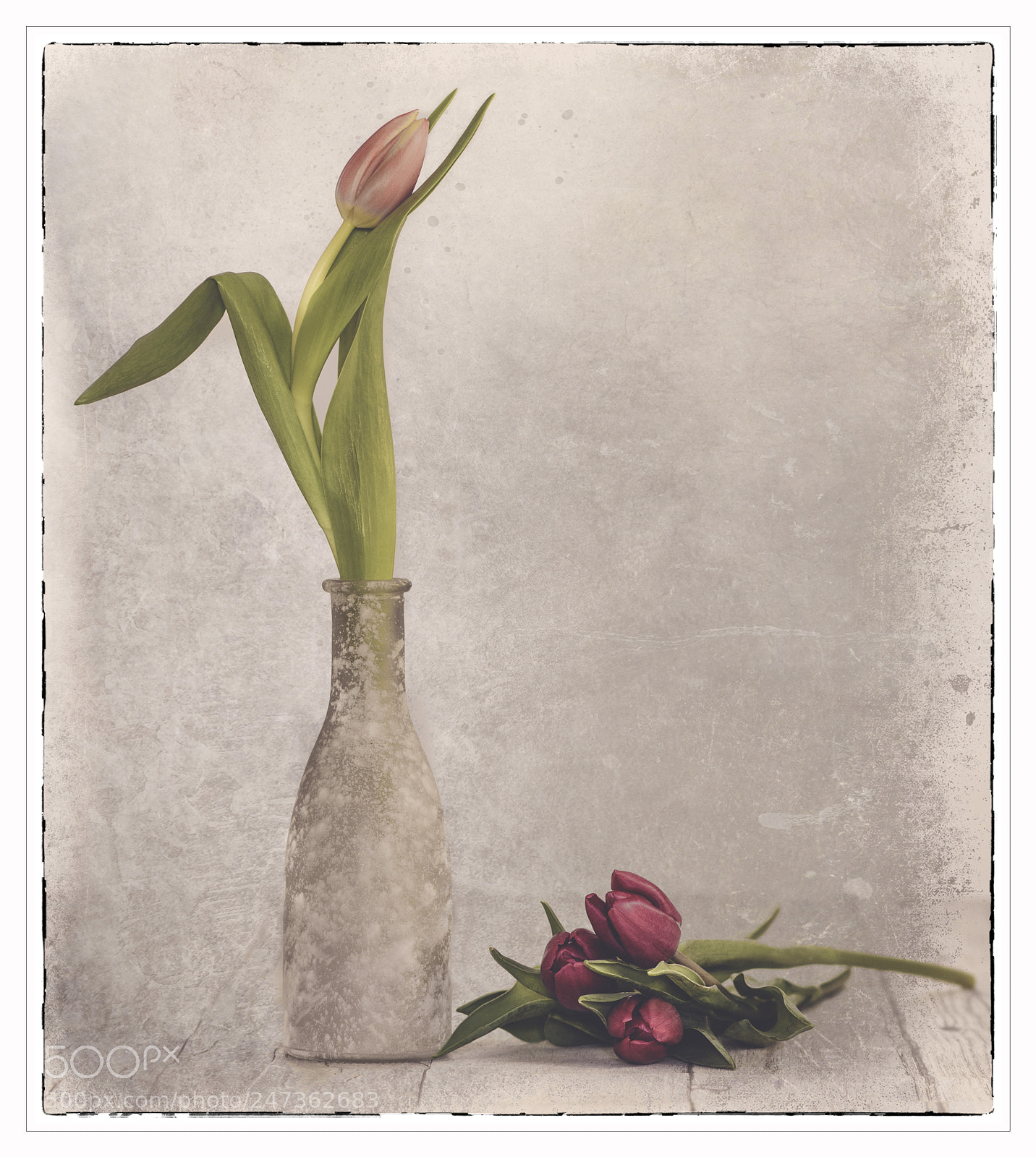 Canon EOS 7D Mark II sample photo. Tulips photography