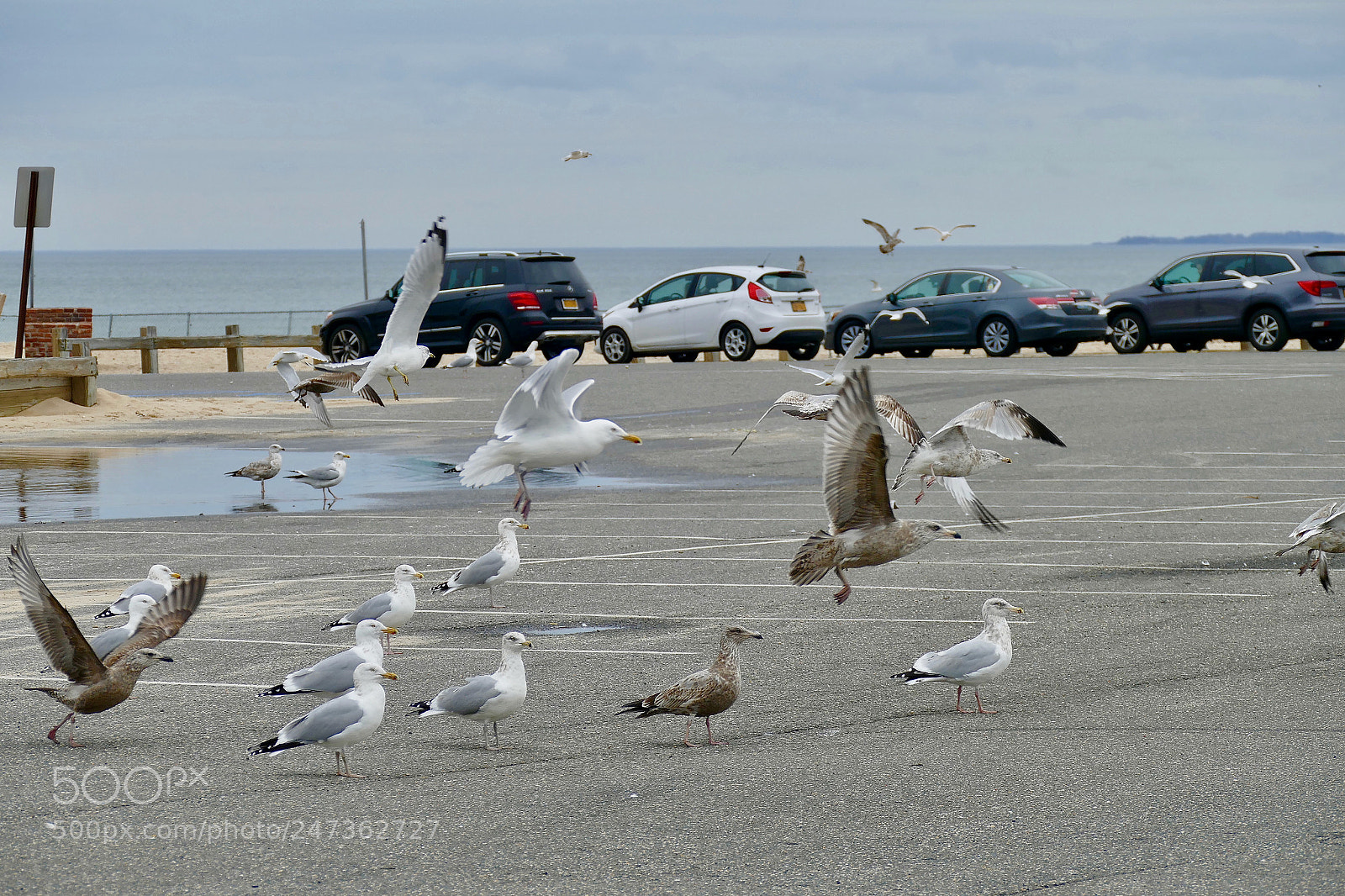 Panasonic Lumix DMC-FZ1000 sample photo. Crab meadow beach photography