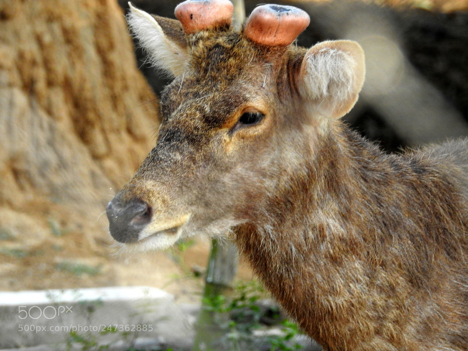 Nikon Coolpix P900 sample photo. Horn deer.. photography