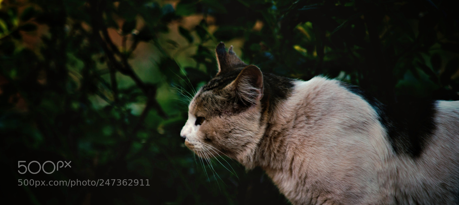 Nikon D3200 sample photo. Cat photography