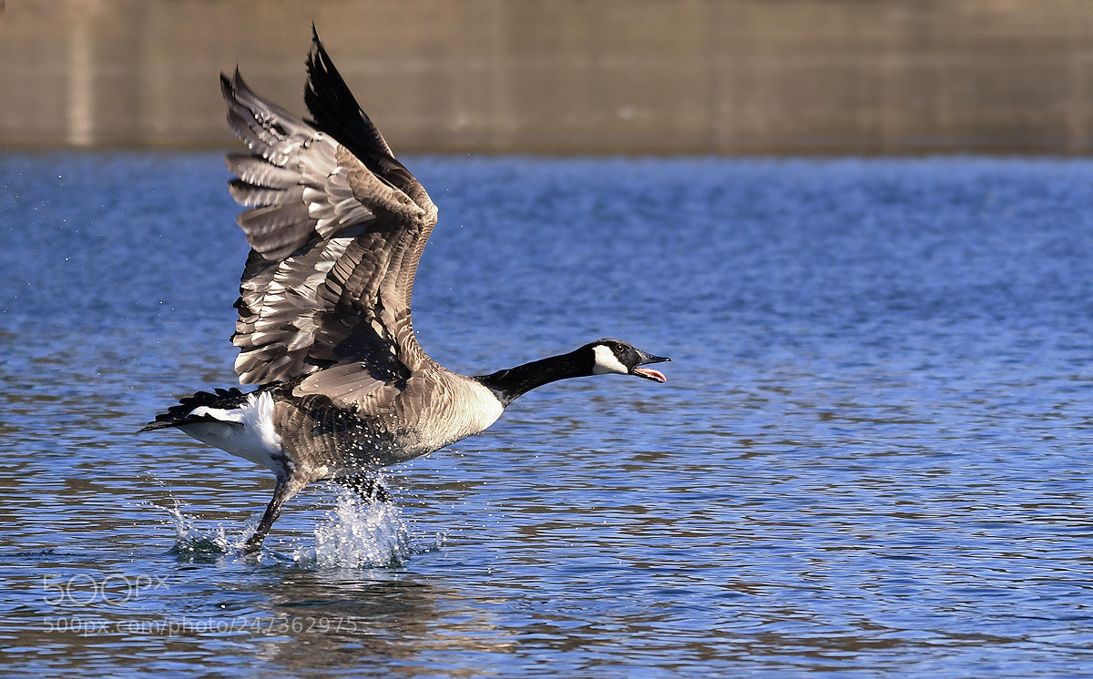 Nikon D500 sample photo. Goose photography