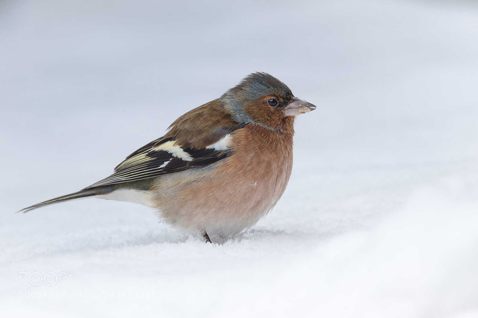 Nikon D810 sample photo. Finch in snow photography