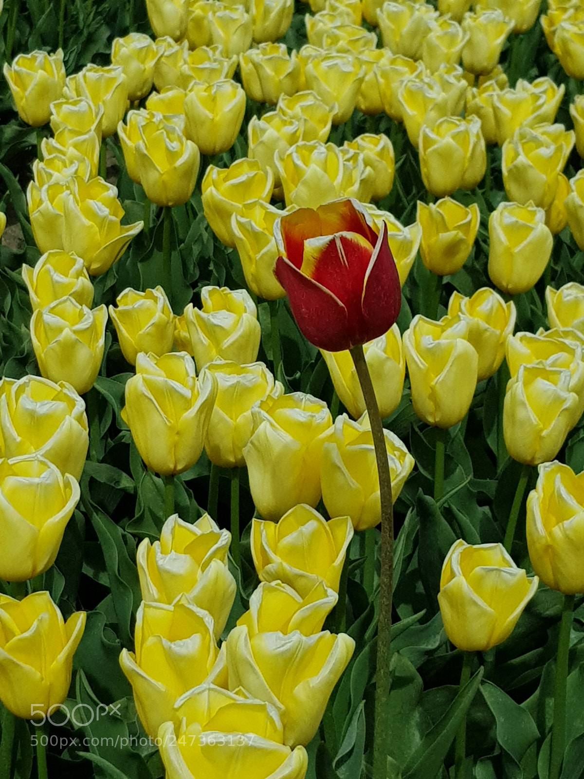 Samsung Galaxy S8 sample photo. Untitled photography