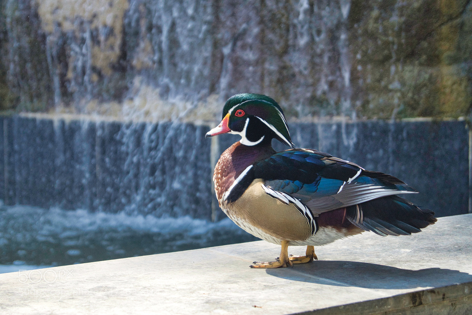 Sony SLT-A58 sample photo. Duck photography
