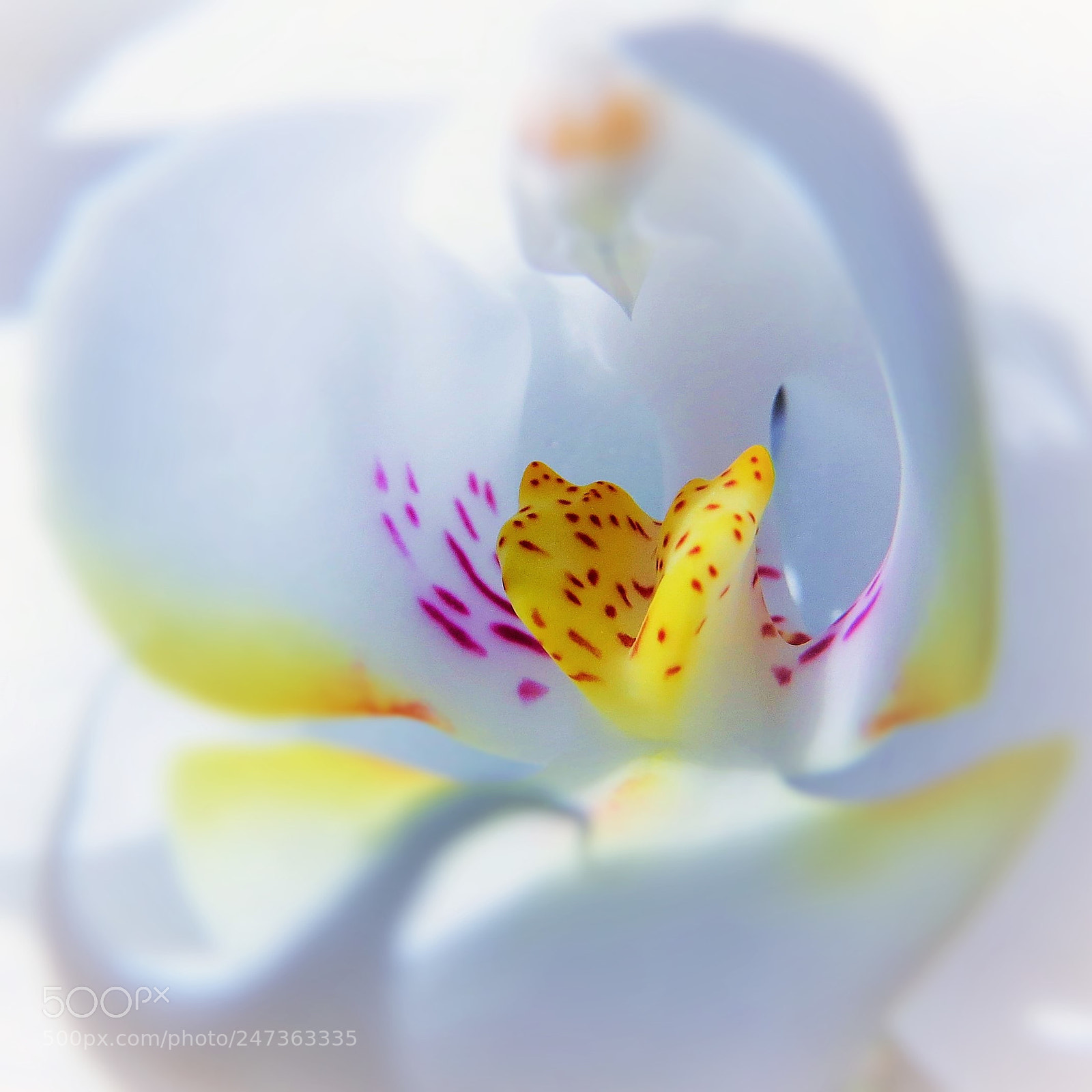 Canon PowerShot SX50 HS sample photo. The core of orchid photography