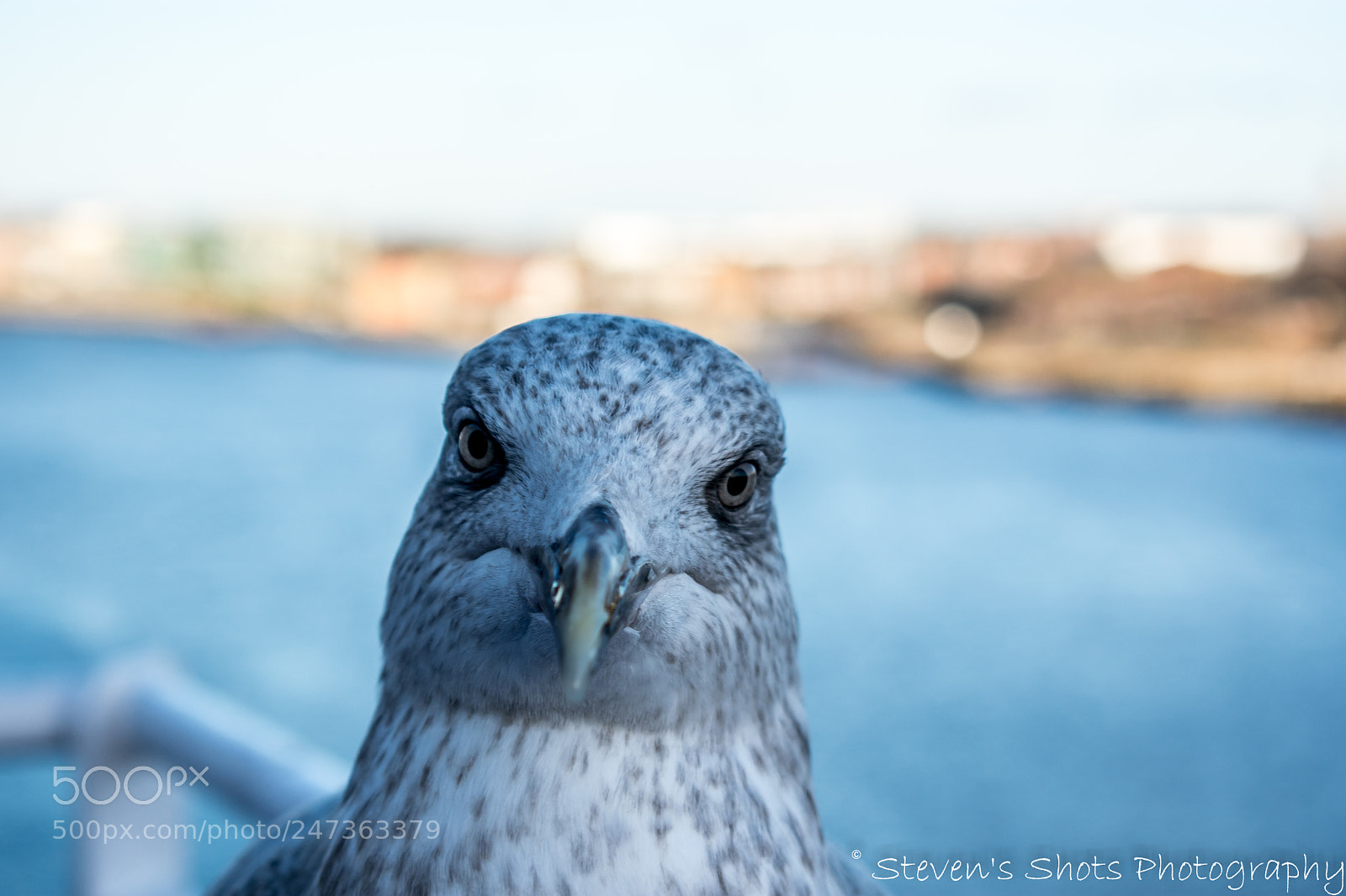 Nikon D3400 sample photo. Seagull looking at camera photography