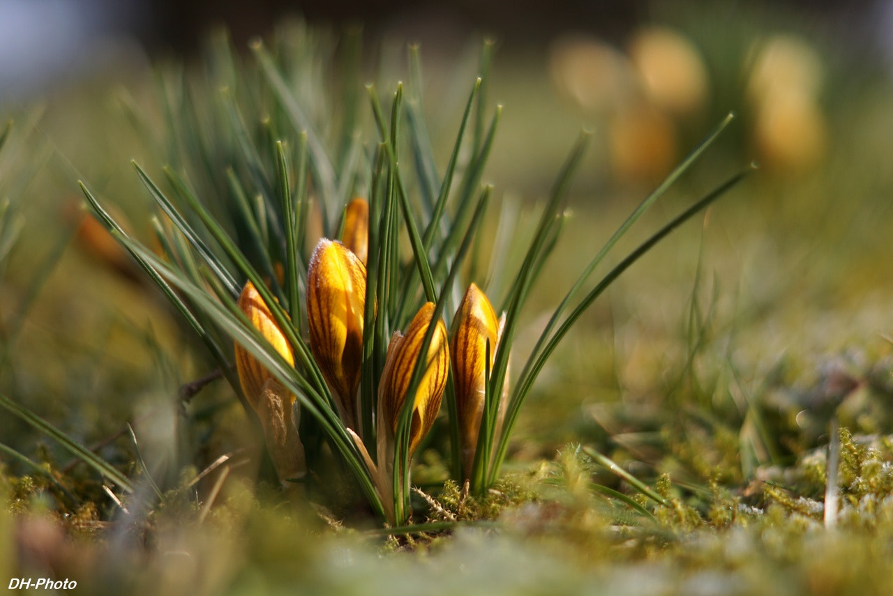 Sony DT 50mm F1.8 SAM sample photo. Crocuses photography