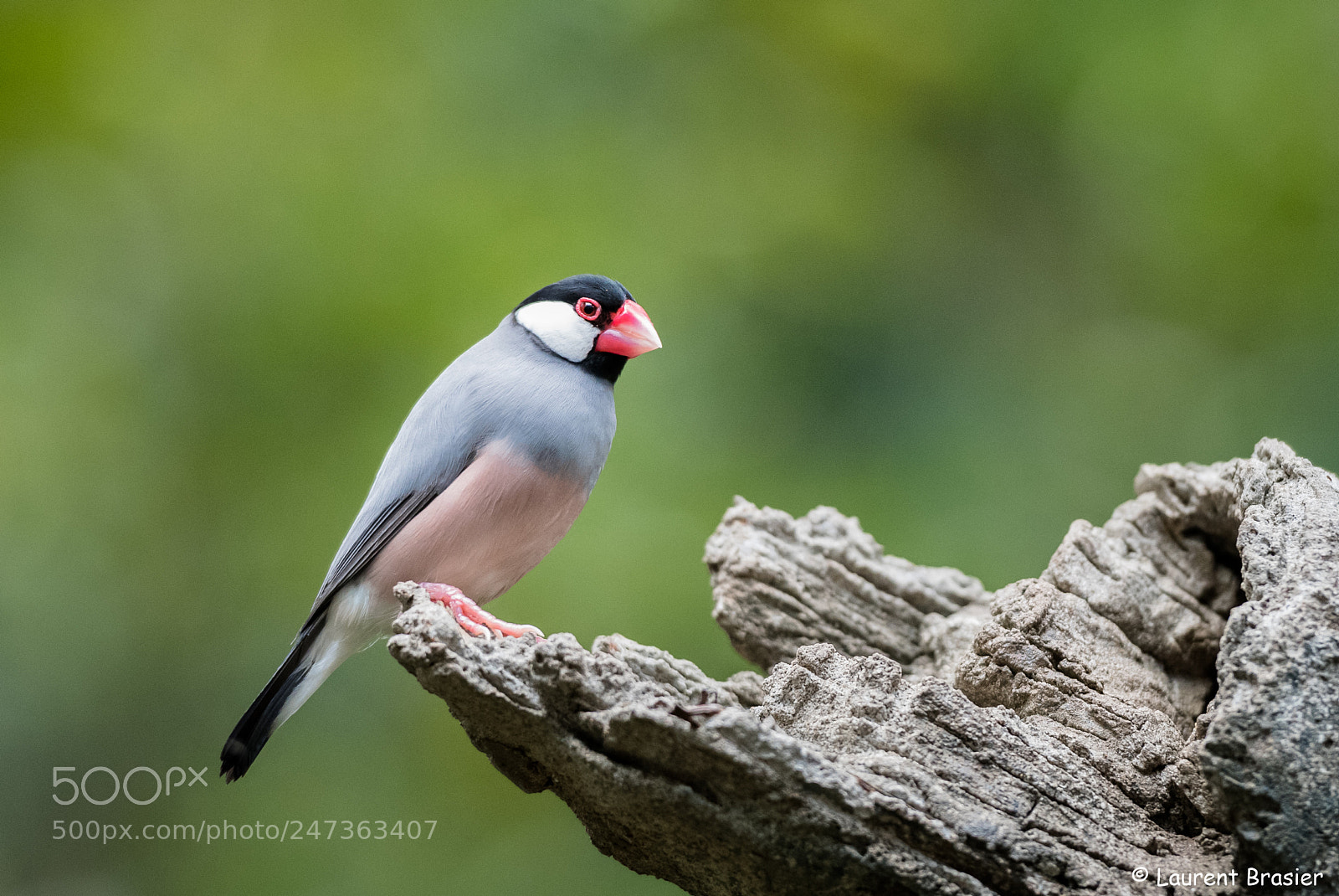 Nikon D850 sample photo. A small bird in photography