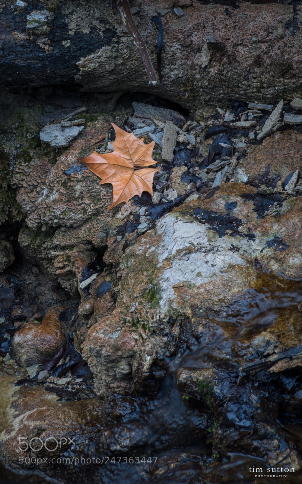 Sony ILCA-77M2 sample photo. Maple leaf photography