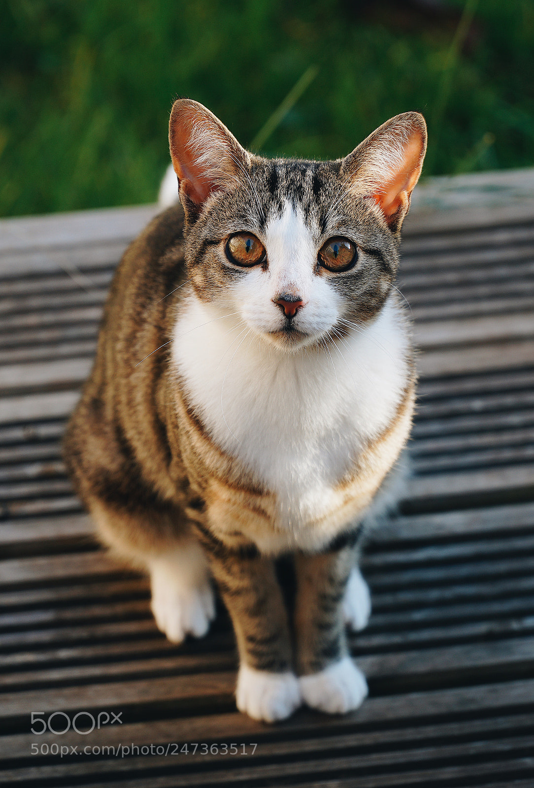 Sony a6300 sample photo. Ruler of the house! photography