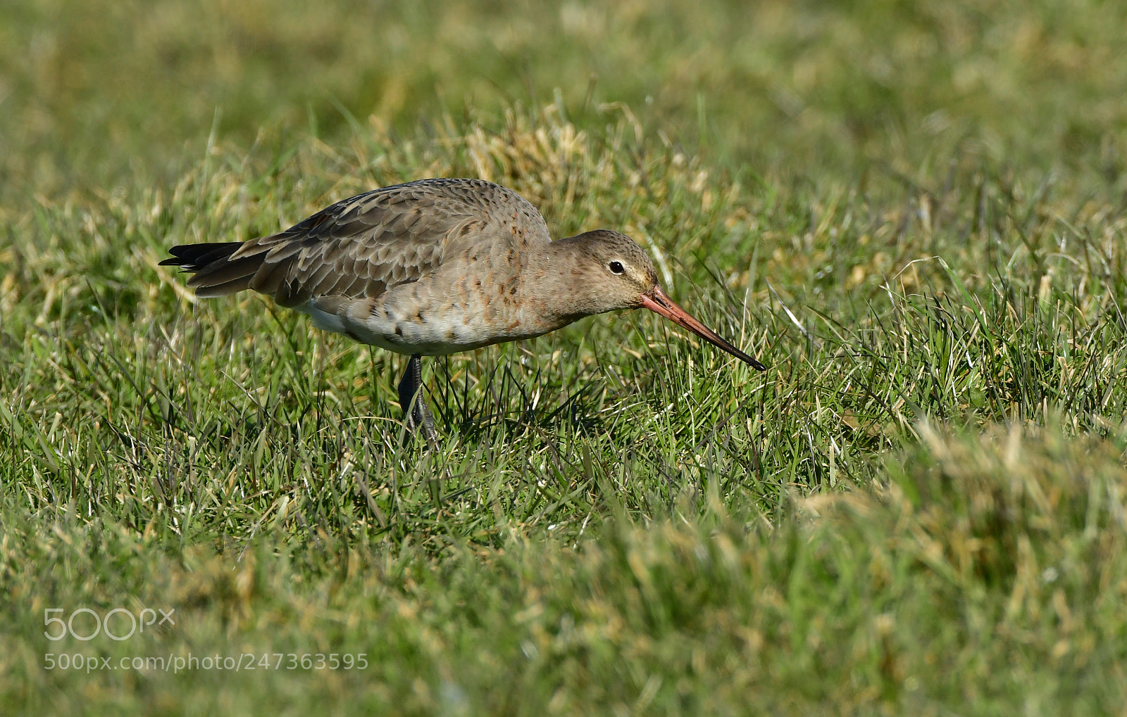 Nikon D500 + Nikon AF-S Nikkor 500mm F4G ED VR sample photo. Grutto photography