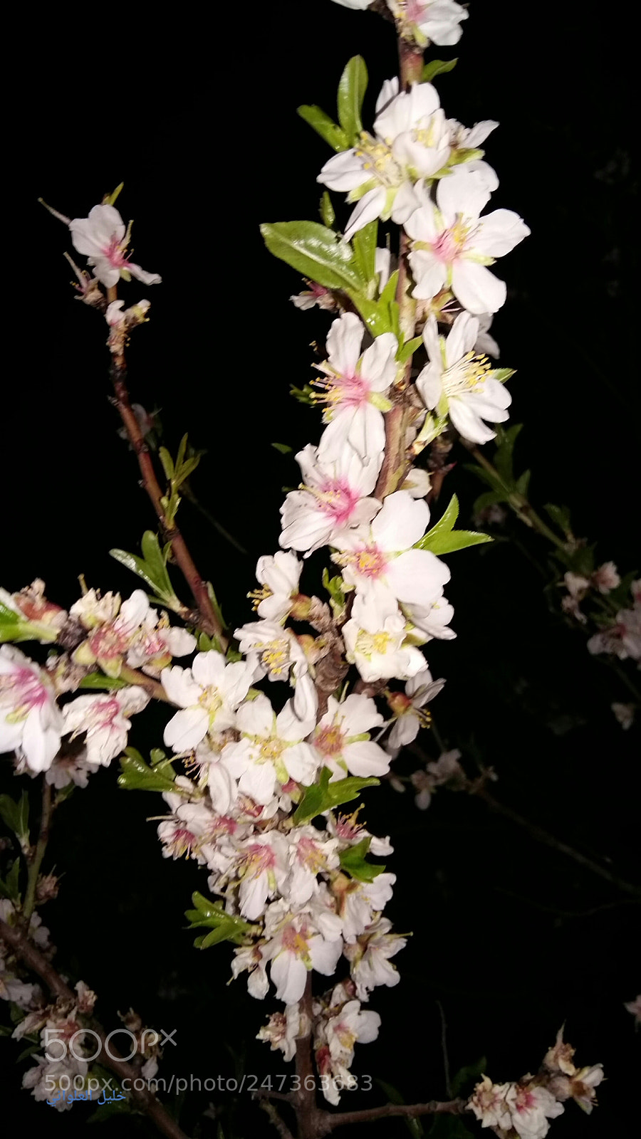 Samsung Galaxy A5 sample photo. Untitled photography