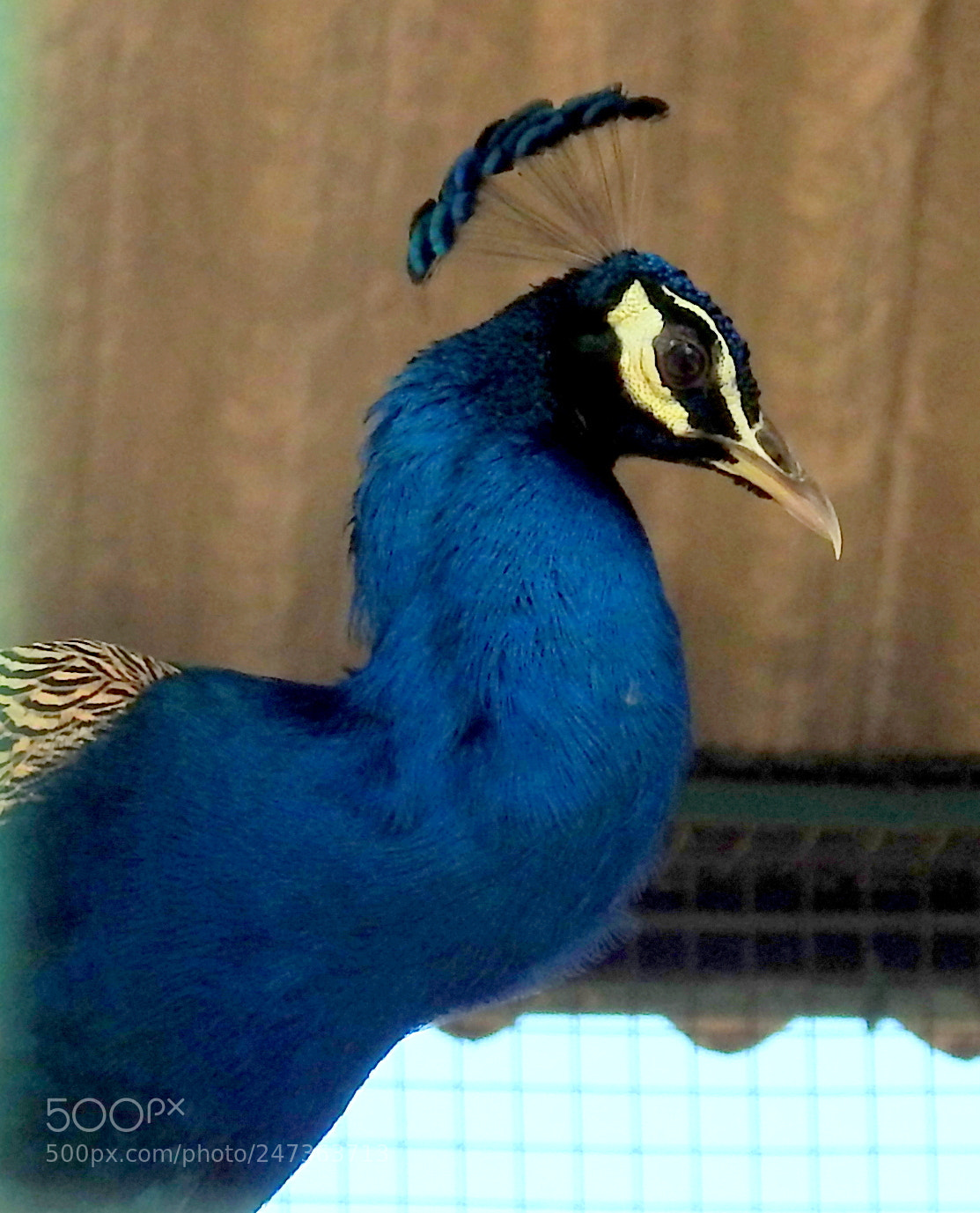 Nikon Coolpix P900 sample photo. Natures gift - peacock.. photography