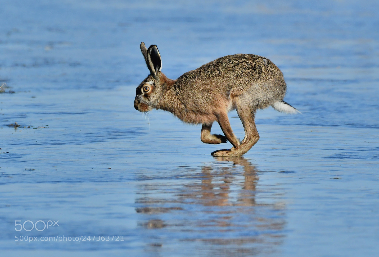 Nikon D500 + Nikon AF-S Nikkor 500mm F4G ED VR sample photo. Haas photography