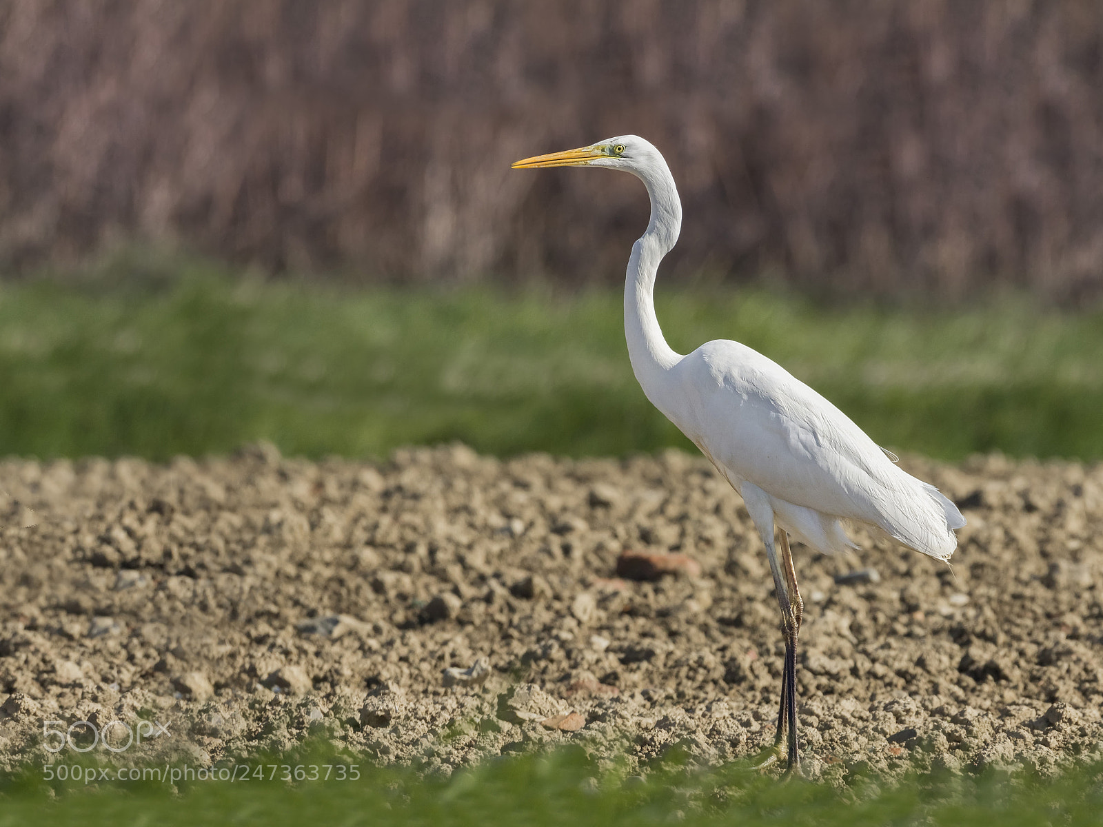 Canon EOS 7D Mark II sample photo. ..airone bianco maggiore.. photography