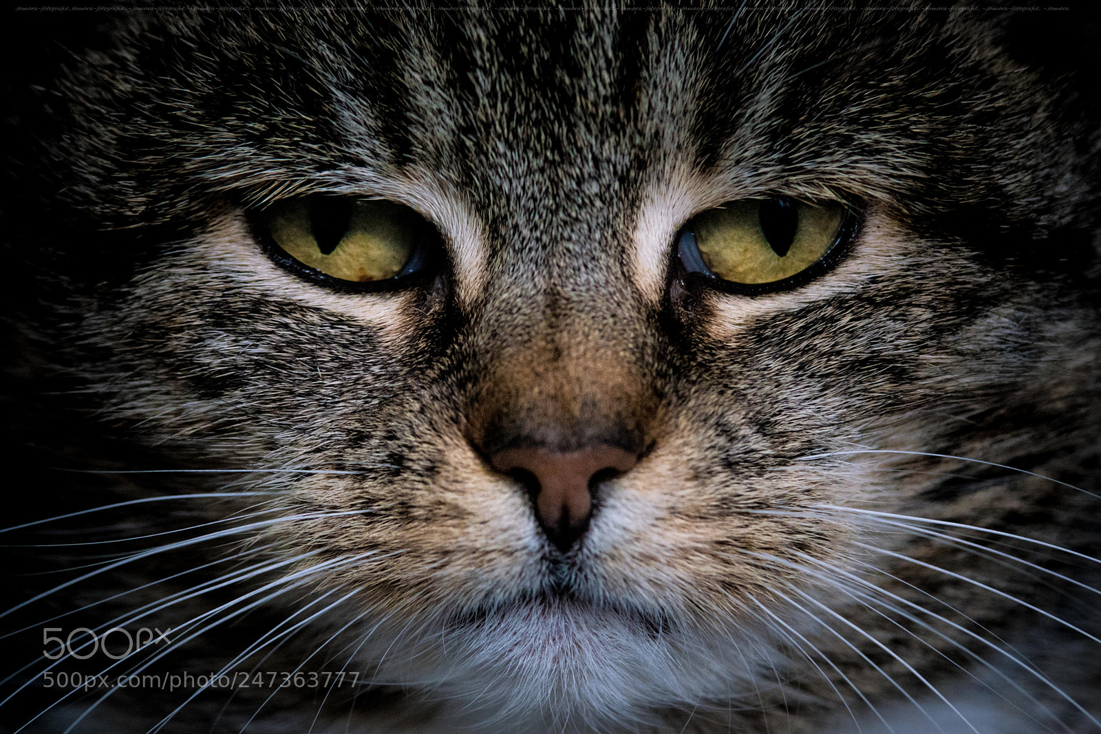 Sony ILCA-77M2 sample photo. E y e photography