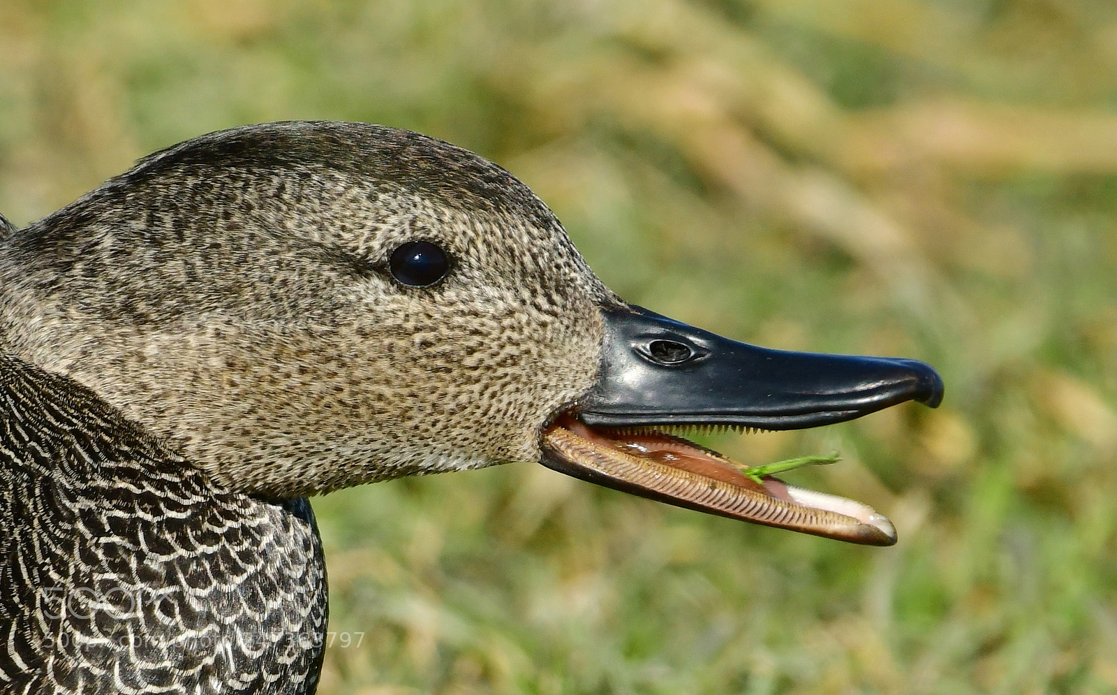 Nikon D500 + Nikon AF-S Nikkor 500mm F4G ED VR sample photo. Krakeend photography