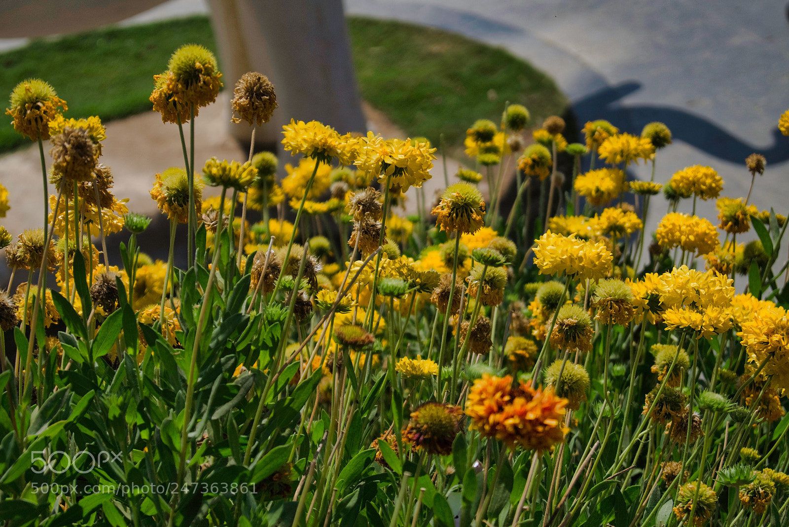 Sony SLT-A58 sample photo. Flowers photography