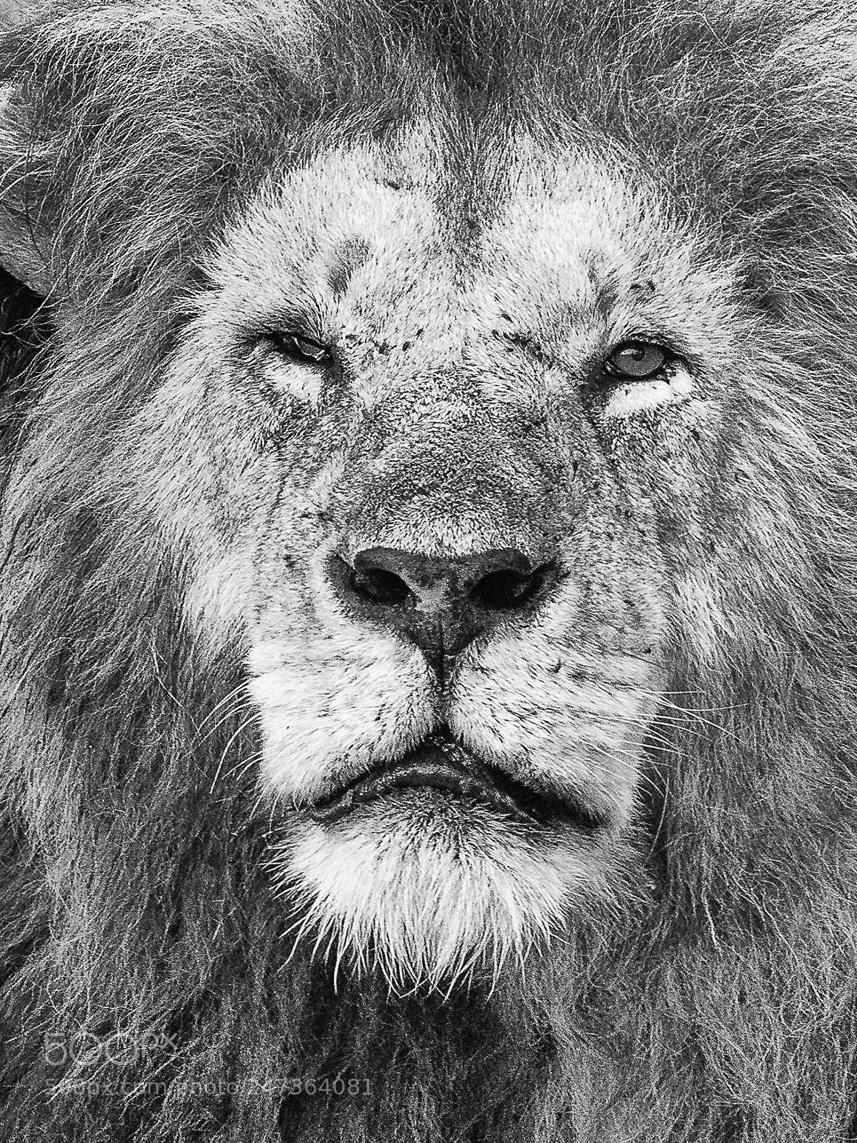 Nikon D850 sample photo. Simba photography