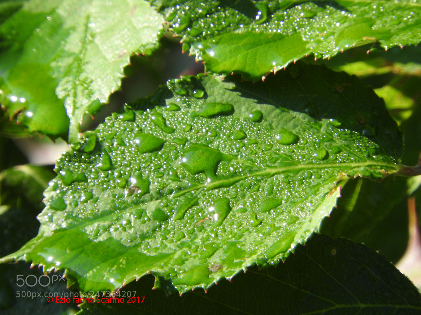 Nikon Coolpix P610 sample photo. Sudore photography