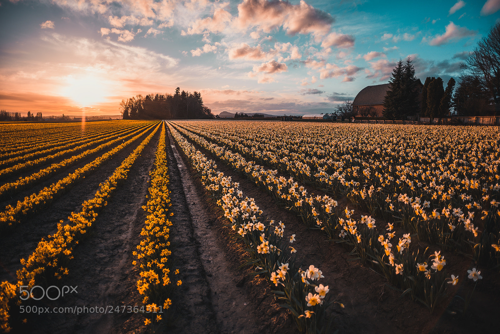Nikon D800 sample photo. The skagit valley photography