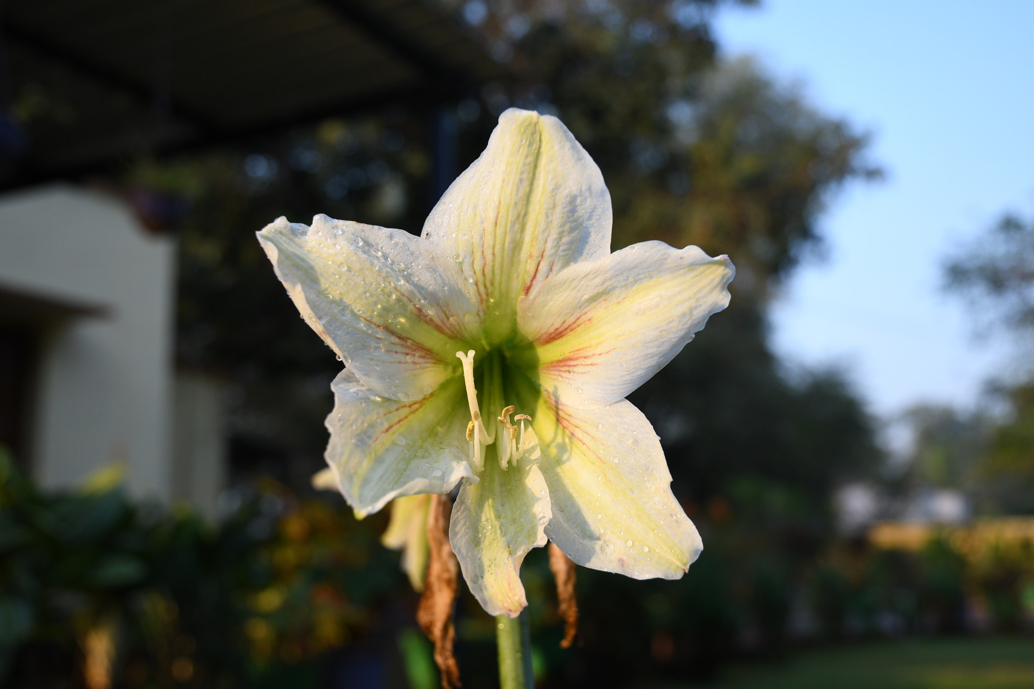 Nikon D500 sample photo. Giant white lily 💓 photography