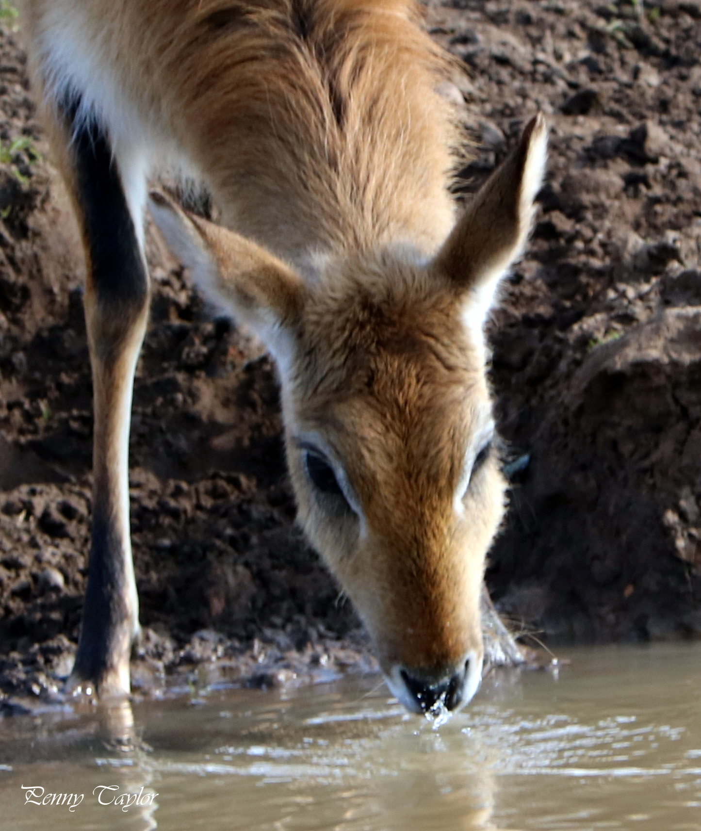 Canon EF 70-300 F4-5.6 IS II USM sample photo. Thirsty work photography