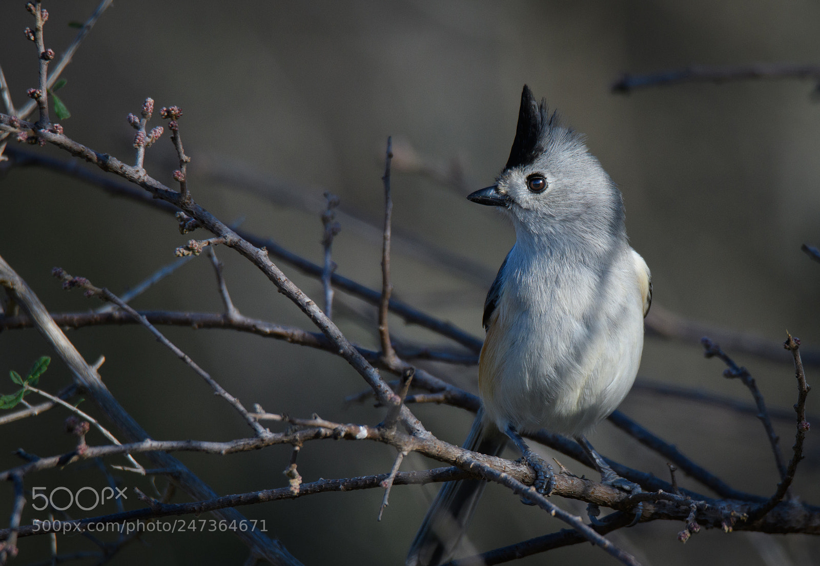 Nikon D500 sample photo. Tufted titmouse photography