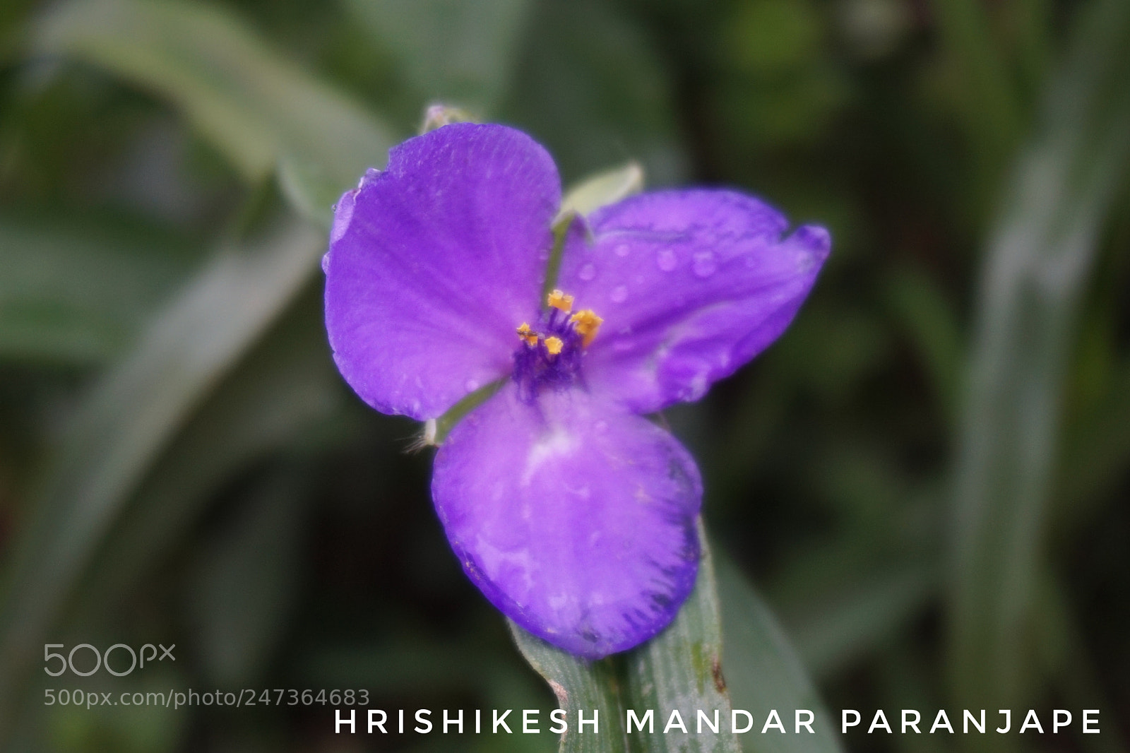 Sony a5100 sample photo. Untitled photography