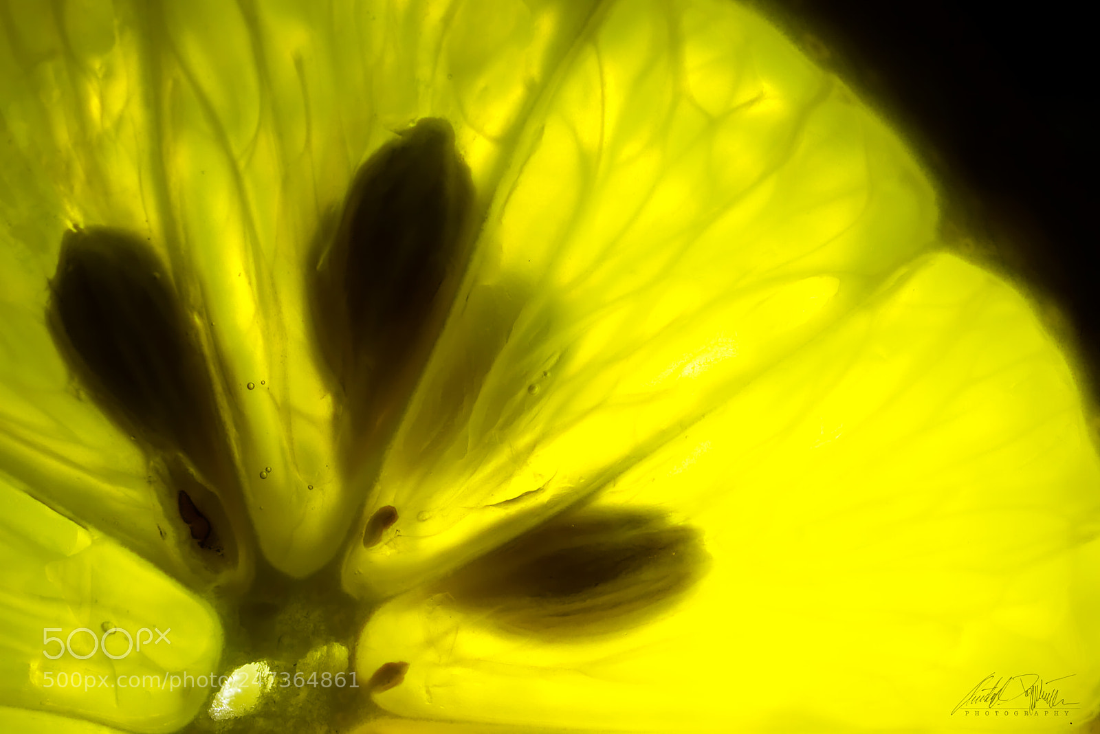 Canon EOS M6 sample photo. Shining citron photography