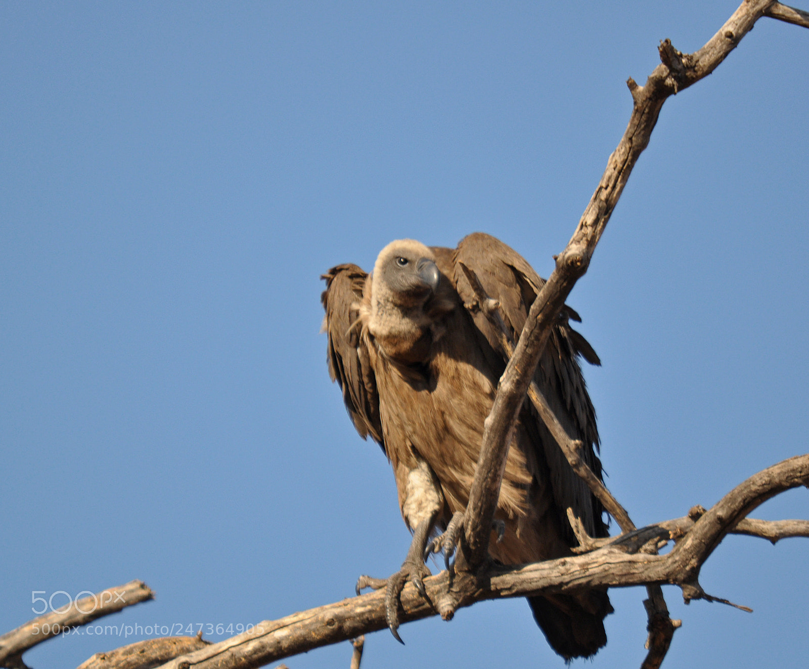 Nikon D90 sample photo. White backed vulture. photography