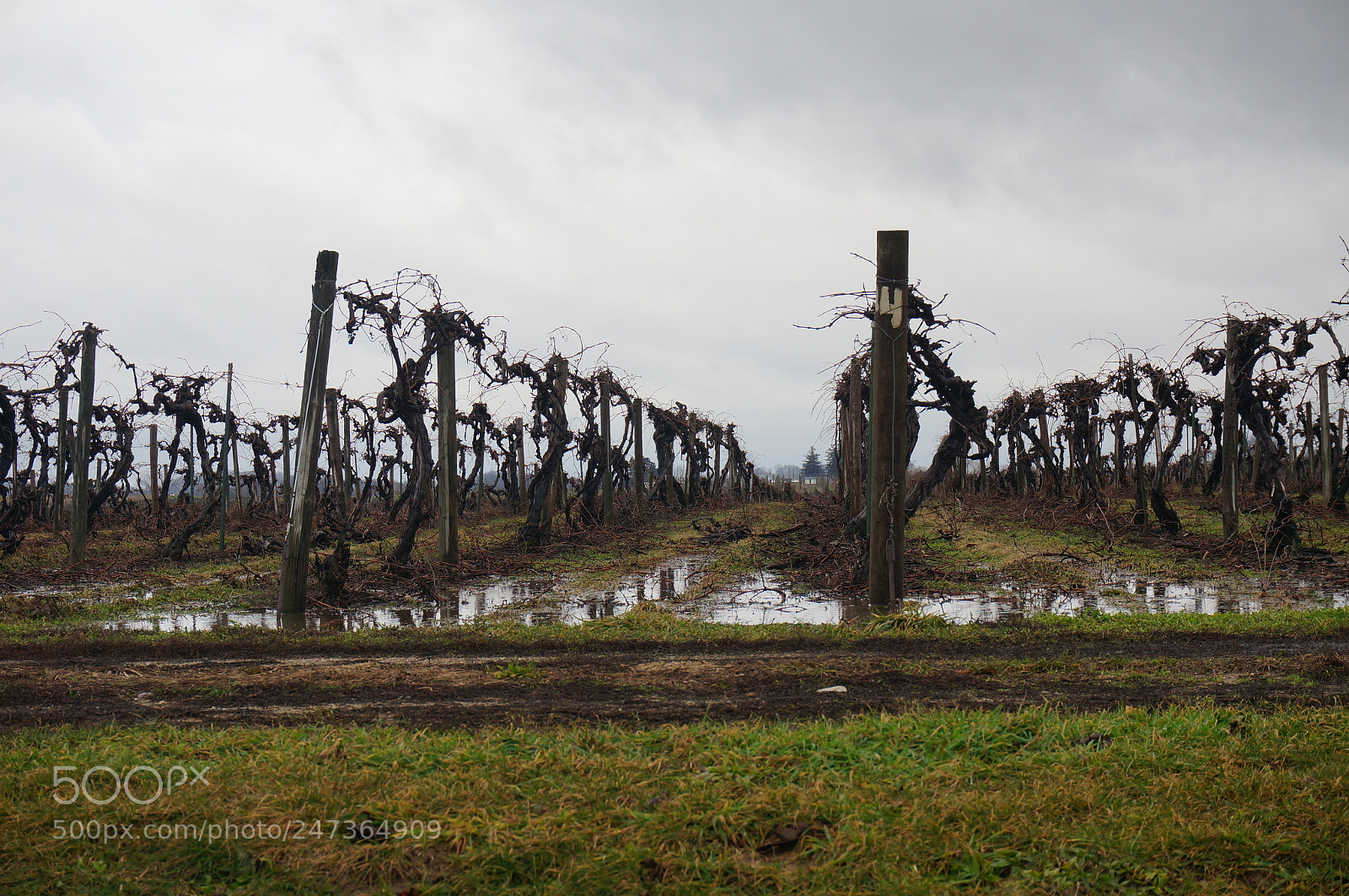 Sony Alpha NEX-5T sample photo. Withered vines photography
