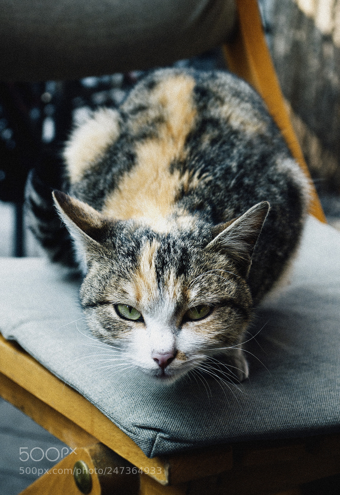 Nikon D3200 sample photo. St. anger photography